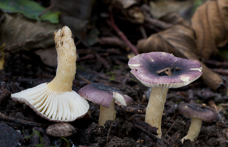 Russula alnetorum 